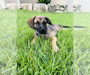 Mutt Dogs for adoption in Pipe Creek, TX, USA