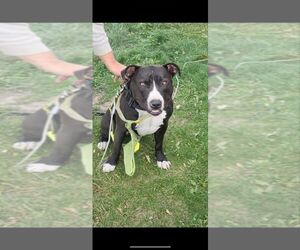 American Pit Bull Terrier-Unknown Mix Dogs for adoption in Calgary, Alberta, Canada