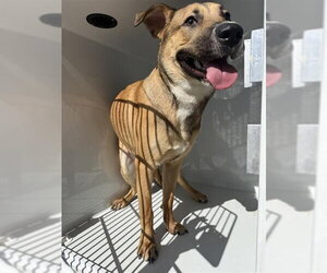 Labrador Retriever Dogs for adoption in Houston, TX, USA
