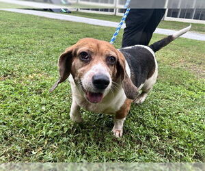 Bagle Hound Dogs for adoption in Ocala, FL, USA