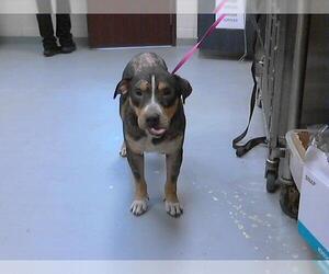 American Pit Bull Terrier-Unknown Mix Dogs for adoption in Fayetteville, NC, USA