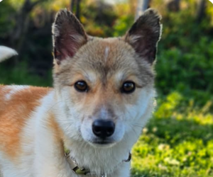 Shiba Inu-Unknown Mix Dogs for adoption in San Ramon, CA, USA