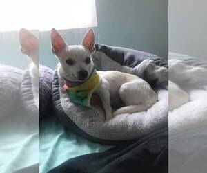 Chihuahua Dogs for adoption in Phoenix , AZ, USA