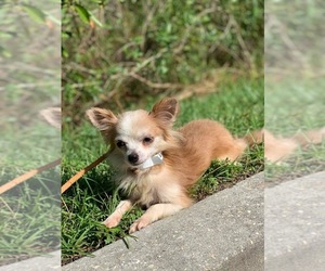 Chiranian Dogs for adoption in Gulfport, MI, USA