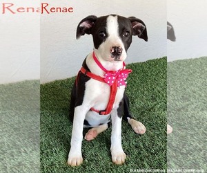 Boxador Dogs for adoption in San Diego, CA, USA