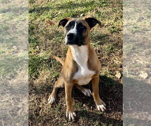 Boxer-Unknown Mix Dogs for adoption in Mooresville, NC, USA