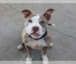American Pit Bull Terrier Dogs for adoption in Martinez, CA, USA