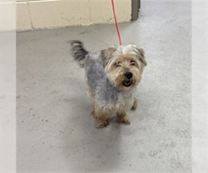 Silky Terrier-Unknown Mix Dogs for adoption in Sanford, FL, USA