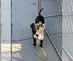 Chinese Shar-Pei-Unknown Mix Dogs for adoption in Palmetto, FL, USA