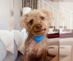 Poodle (Miniature)-Unknown Mix Dogs for adoption in Lancaster, CA, USA