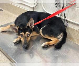 German Shepherd Dog-Unknown Mix Dogs for adoption in Grand Prairie, TX, USA
