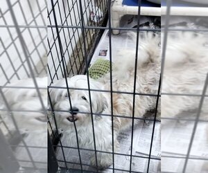 Shih Tzu Dogs for adoption in Mukwonago, WI, USA