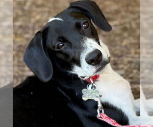 Labrador Retriever-Unknown Mix Dogs for adoption in Canton, CT, USA
