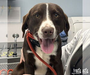 English Springer Spaniel-Spaniel Mix Dogs for adoption in Washington, DC, USA