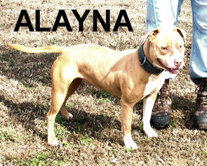 American Staffordshire Terrier-Unknown Mix Dogs for adoption in Ada, OK, USA