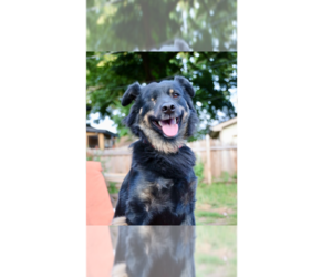 Australian Shepherd-Unknown Mix Dogs for adoption in Plymouth, MN, USA