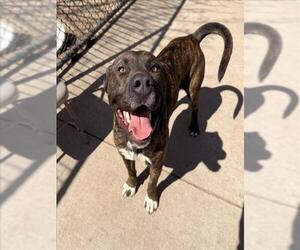 Mutt Dogs for adoption in Tulsa, OK, USA