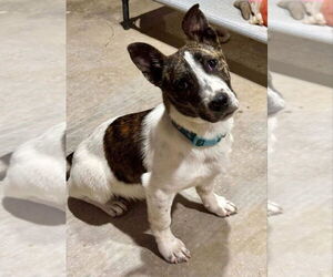 Pembroke Welsh Corgi-Unknown Mix Dogs for adoption in Salt Lake City, UT, USA