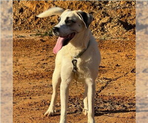 Mutt Dogs for adoption in Lake Forest, CA, USA