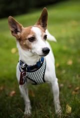Jack Chi Dogs for adoption in Shakopee, MN, USA