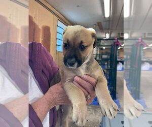 Labrador Retriever-Unknown Mix Dogs for adoption in Calgary, Alberta, Canada
