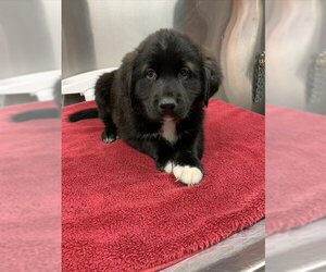 Medium Photo #1 Labsky Puppy For Sale in Fairbanks, AK, USA