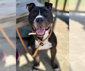 American Pit Bull Terrier-Unknown Mix Dogs for adoption in Louisville, KY, USA