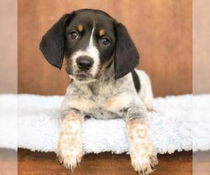 Medium Photo #1 Mutt Puppy For Sale in Fredericksburg, TX, USA