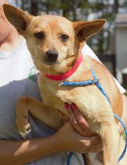 Chi-Corgi Dogs for adoption in Columbus, GA, USA