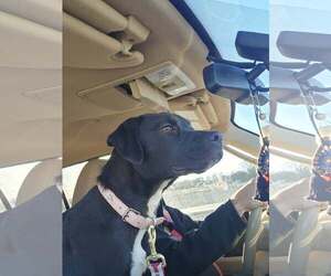 Labrador Retriever-Unknown Mix Dogs for adoption in Overland Park, KS, USA