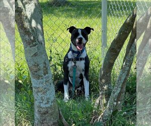 American Pit Bull Terrier Dogs for adoption in Sarasota, FL, USA