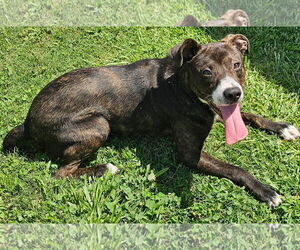 Plott Hound-Unknown Mix Dogs for adoption in Grovetown, GA, USA