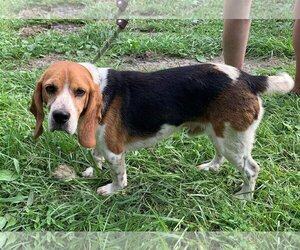 Bagle Hound Dogs for adoption in Crystal, MN, USA