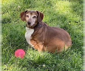 Dachshund Dogs for adoption in Fruitland, SC, USA