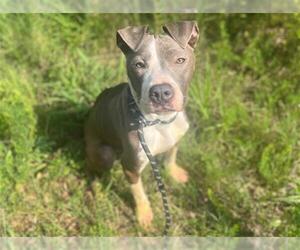 American Pit Bull Terrier Dogs for adoption in Charlotte, NC, USA