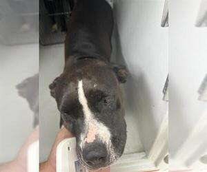 American Pit Bull Terrier-Unknown Mix Dogs for adoption in Houston, TX, USA