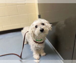 Maltese Dogs for adoption in Denver, CO, USA