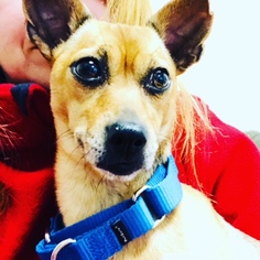 Chihuahua Dogs for adoption in Alexandria, VA, USA