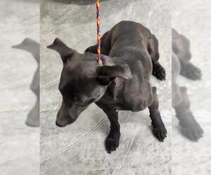 Chihuahua-Labrador Retriever Mix Dogs for adoption in Temple, TX, USA
