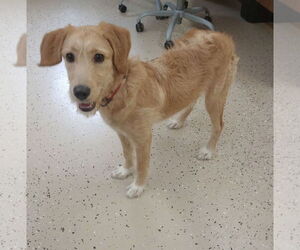 Labrador Retriever-Unknown Mix Dogs for adoption in York, SC, USA