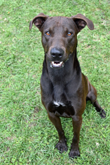 Labrador Retriever Dogs for adoption in Brooksville, FL, USA