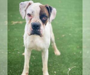 Boxer Dogs for adoption in Fredericksburg, TX, USA
