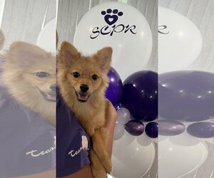 Pomeranian Dogs for adoption in Irvine, CA, USA