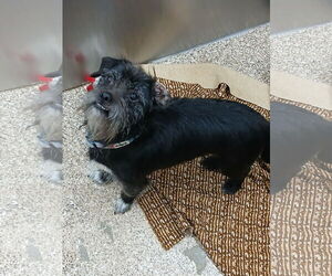 Chihuahua-Unknown Mix Dogs for adoption in Martinsburg, WV, USA