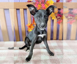 Feist Terrier-Unknown Mix Dogs for adoption in Genesee, WI, USA