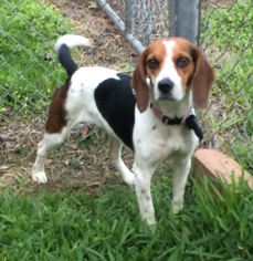 Beagle Dogs for adoption in Lake Jackson, TX, USA
