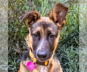 German Shepherd Dog Dogs for adoption in Lake Forest, CA, USA