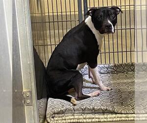 American Pit Bull Terrier-Unknown Mix Dogs for adoption in Modesto, CA, USA