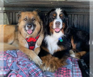 Mutt Dogs for adoption in Winter Park, CO, USA
