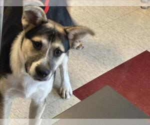 German Shepherd Dog-Unknown Mix Dogs for adoption in Plano, TX, USA